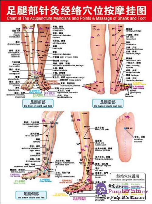 Sample pages of Chart of The Acupuncture Meridians and Points & Massage of Shank and Foot (ISBN:7534570298,9787534570292)