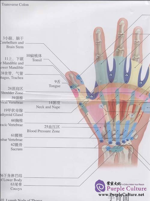 Sample pages of Chart of the Hand Reflex Zone (ISBN:9787509139196)