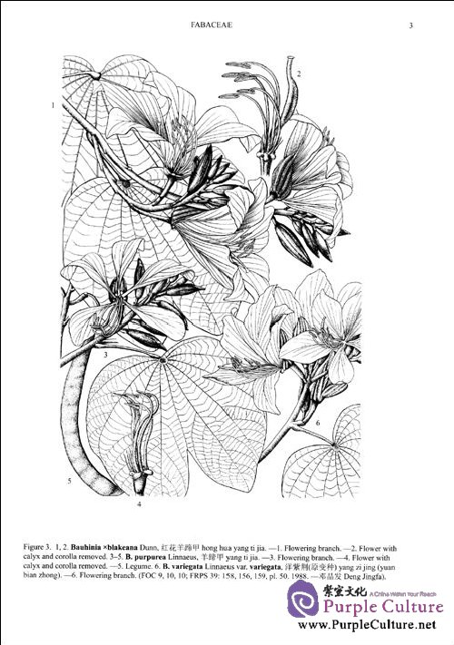 Sample pages of Flora of China, Illustrations, Volume 10: Fabaceae (ISBN:9787030282552)