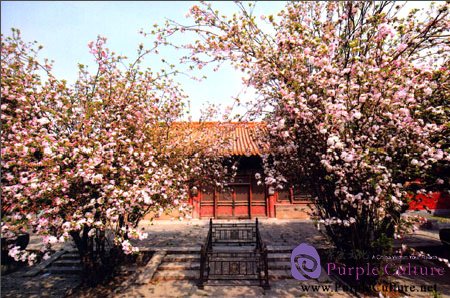 Sample pages of Treasures of the Palace Museum: Flowers in the Palace Museum (ISBN:880047180, 880047180)
