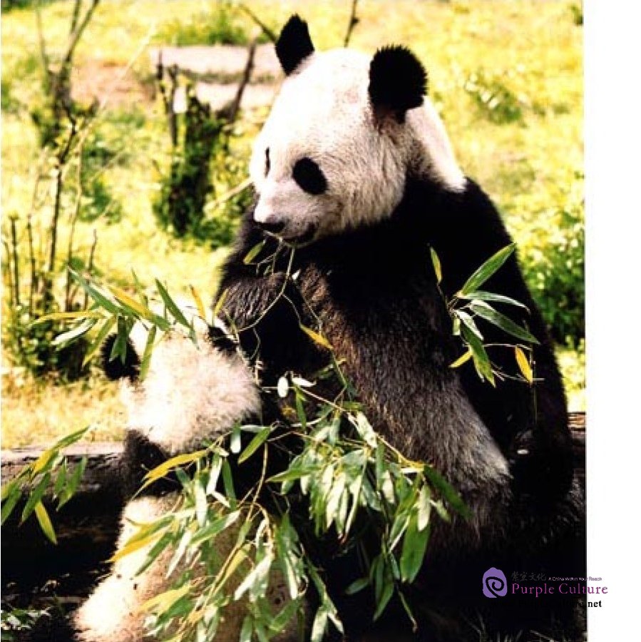 Sample pages of Story of Giant Panda (ISBN:9787508530079)