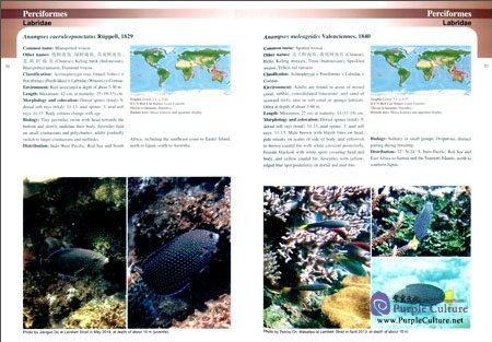 Sample pages of Common Reef Fishes of North Sulawesi, Indonesia (ISBN:9787030474452)