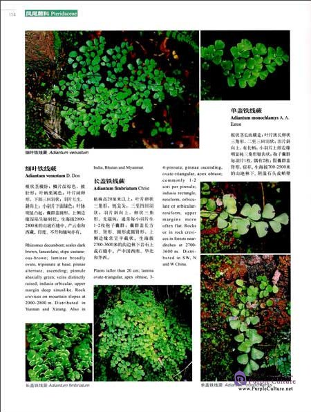 Sample pages of Higher Plants of China in Colour Vol II PTERIDOPHYTA (ISBN:9787030470638)