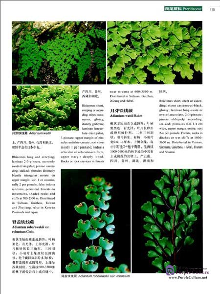 Sample pages of Higher Plants of China in Colour Vol II PTERIDOPHYTA (ISBN:9787030470638)