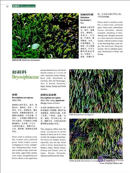 Sample pages of Higher Plants of China in Colour Vol I Bryophytes (ISBN:9787030470621)