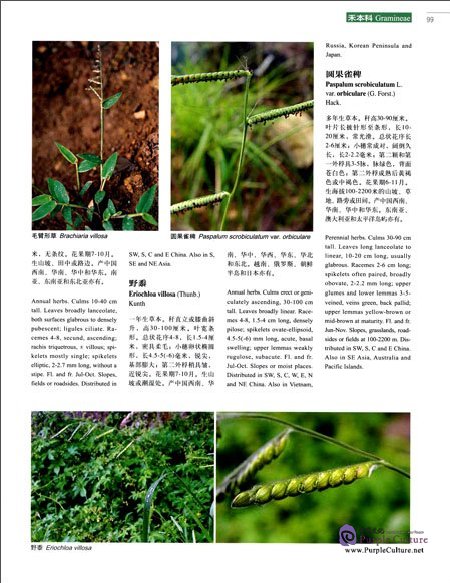 Sample pages of Higher Plants of China in Colour Vol VIII Angiosperms Typhaceae-Velloziaceae (ISBN:9787030470676)