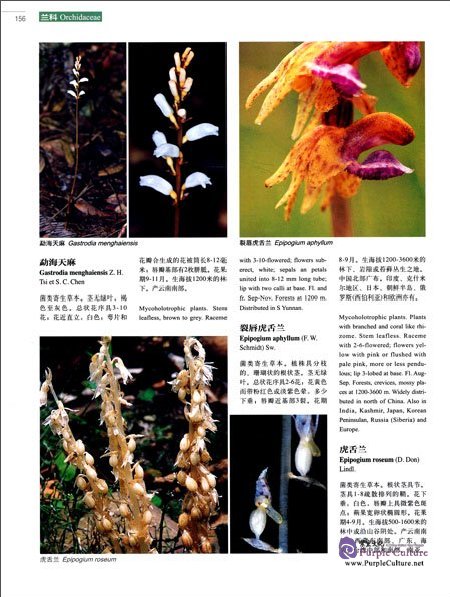 Sample pages of Higher Plants of China in Colour Vol IX Angiosperms Taccaceae-Orchidaceae (ISBN:9787030470690)