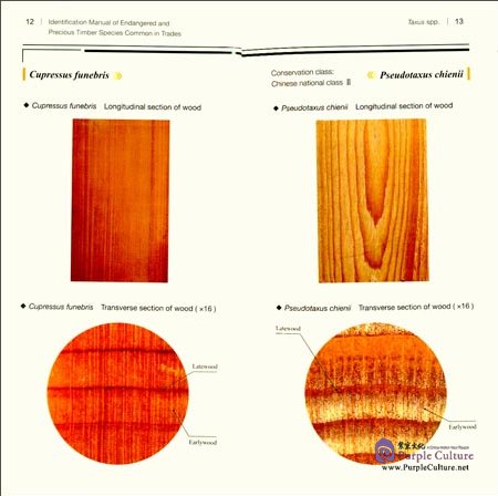 Sample pages of Indentification Manual of Endangered and Precious Timber Species Common in Trades (ISBN:9787030488817)
