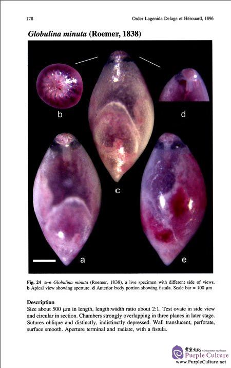 Sample pages of Atlas of Benthic Foraminifera from China Seas (The Bohai Sea and the Yellow Sea) (ISBN:9787030506108)