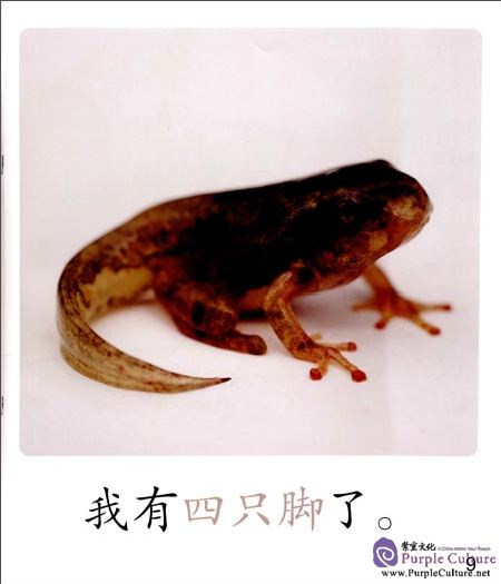 Sample pages of Cool Panda Chinese Big Book for Kids: Level 1 Calendar: The Little Tadpoles Grew Up (ISBN:9787040444490)