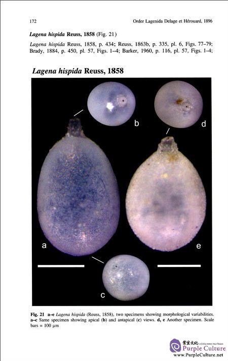 Sample pages of Atlas of Benthic Foraminifera from China Seas (The Bohai Sea and the Yellow Sea) (ISBN:9787030506108)