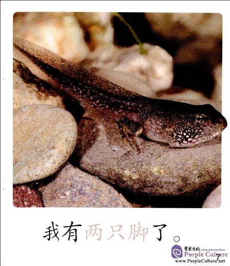 Sample pages of Cool Panda Chinese Big Book for Kids: Level 1 Calendar: The Little Tadpoles Grew Up (ISBN:9787040444490)