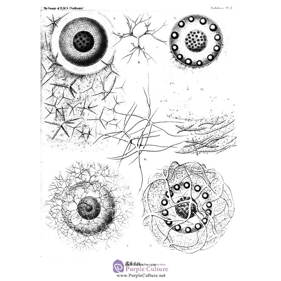 Sample pages of The report on the scientific results of the voyage of h.m.s challenger vol.21 (ISBN:9787567573338)