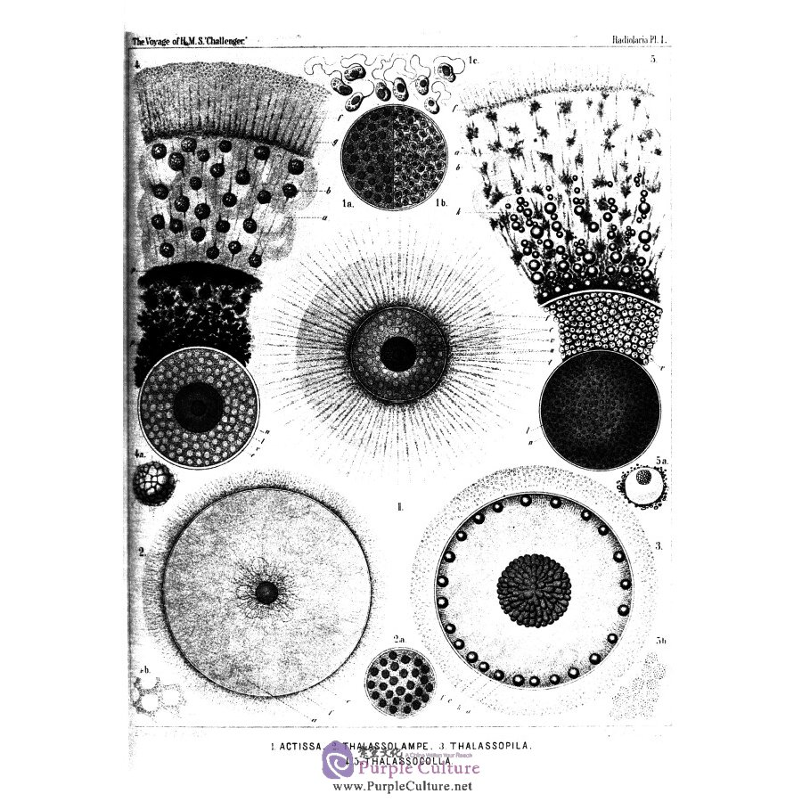 Sample pages of The report on the scientific results of the voyage of h.m.s challenger vol.21 (ISBN:9787567573338)