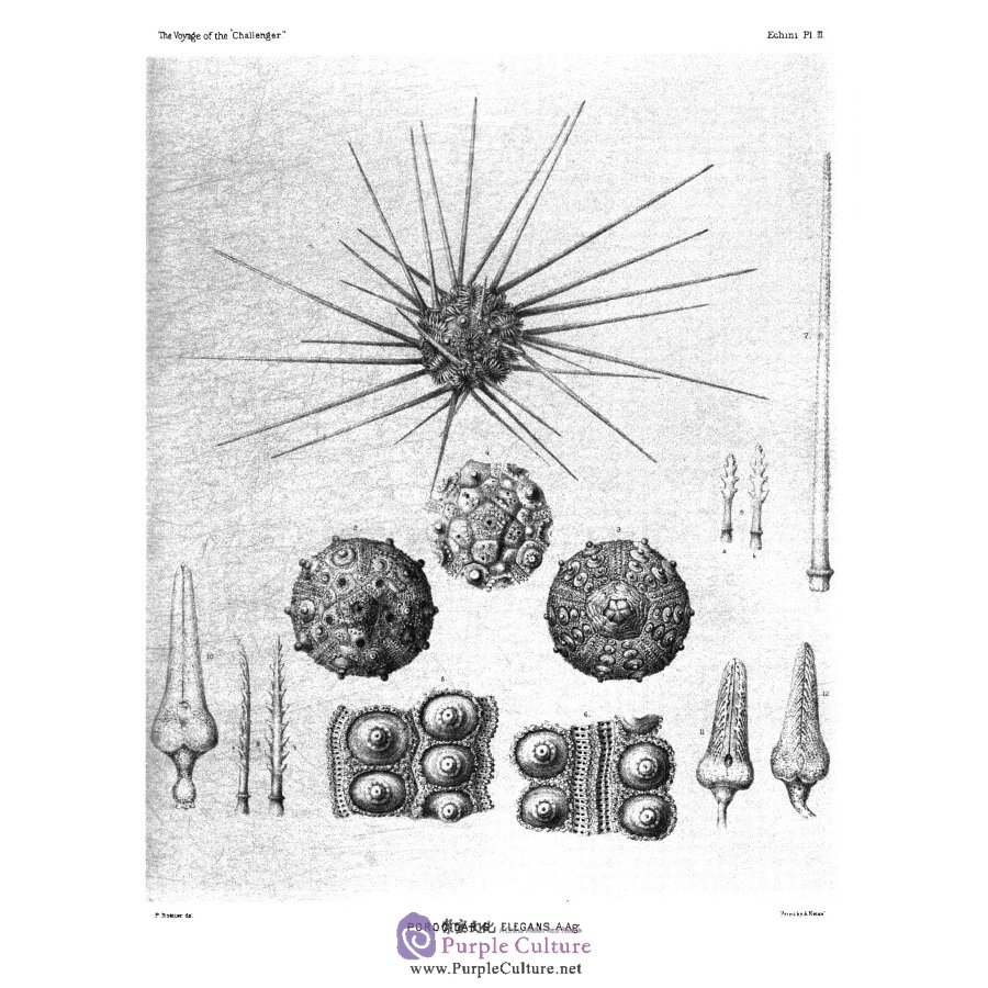 Sample pages of The report on the scientific results of the voyage of H.M.S challenger Vol.3 (ISBN:9787567573598)
