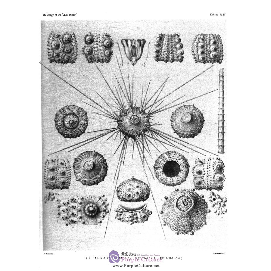 Sample pages of The report on the scientific results of the voyage of H.M.S challenger Vol.3 (ISBN:9787567573598)