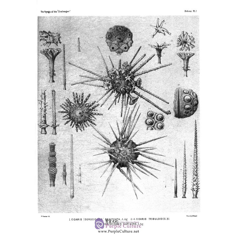 Sample pages of The report on the scientific results of the voyage of H.M.S challenger Vol.3 (ISBN:9787567573598)