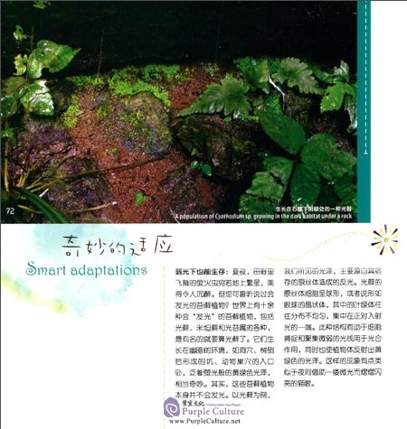 Sample pages of Little Dwarfs in the Kingdom of Plants (Bryophyte in Chinese-English Version) (ISBN:7535961193,9787535961198)
