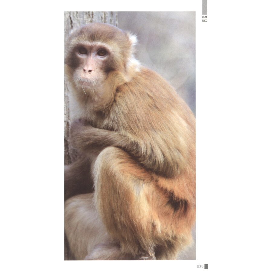 Sample pages of Meet Your Chinese Zodiac Animal: The Year of Pig (ISBN:9787513814751)