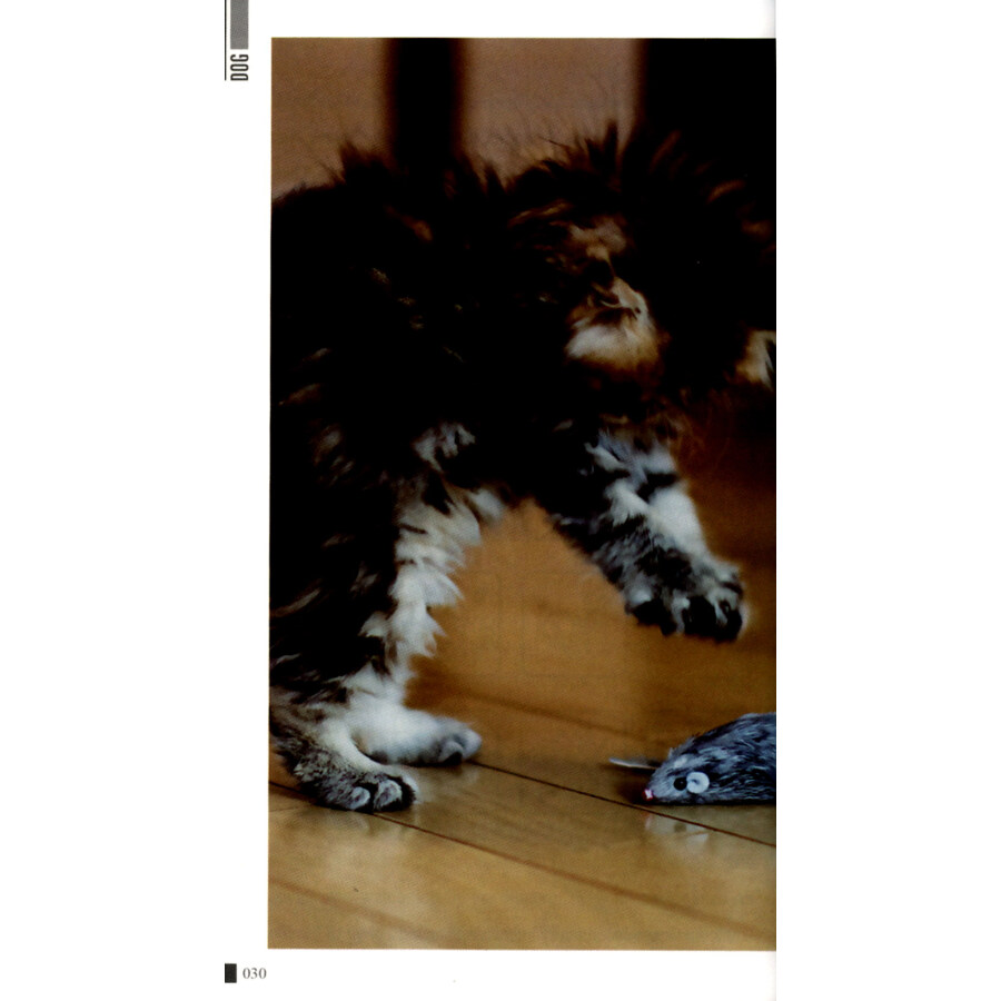 Sample pages of Meet Your Chinese Zodiac Animal: The Year of Dog (ISBN:9787513814768)