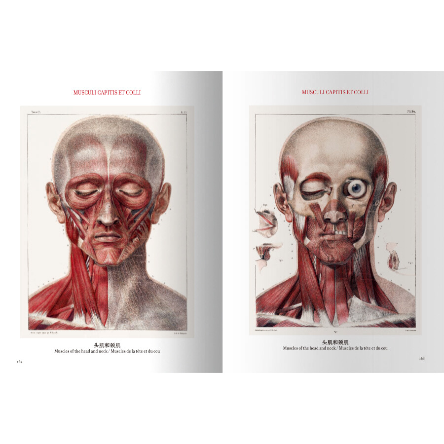 Sample pages of The atlas of human anatomy and surgery (ISBN:9787559200099)