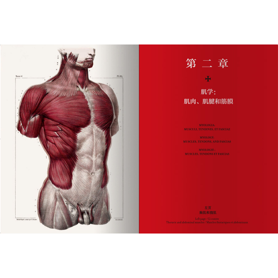 Sample pages of The atlas of human anatomy and surgery (ISBN:9787559200099)