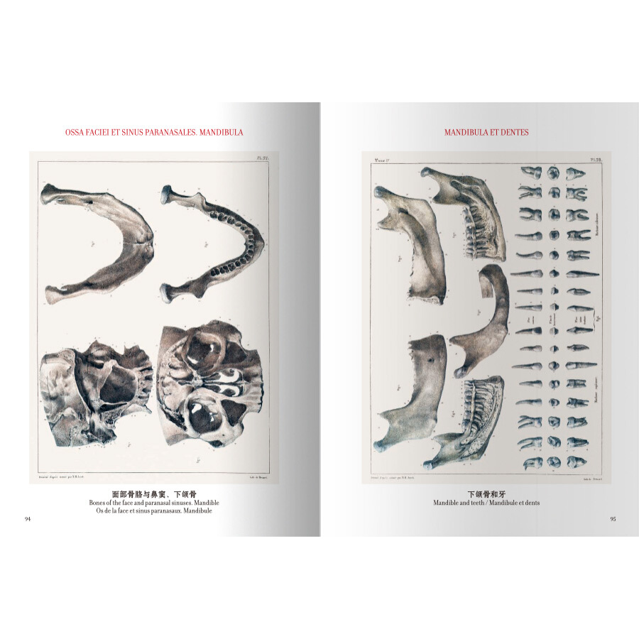 Sample pages of The atlas of human anatomy and surgery (ISBN:9787559200099)