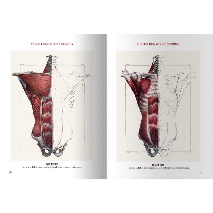 Sample pages of The atlas of human anatomy and surgery (ISBN:9787559200099)