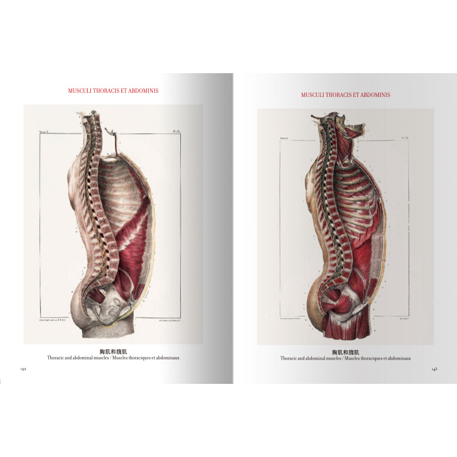 Sample pages of The atlas of human anatomy and surgery (ISBN:9787559200099)