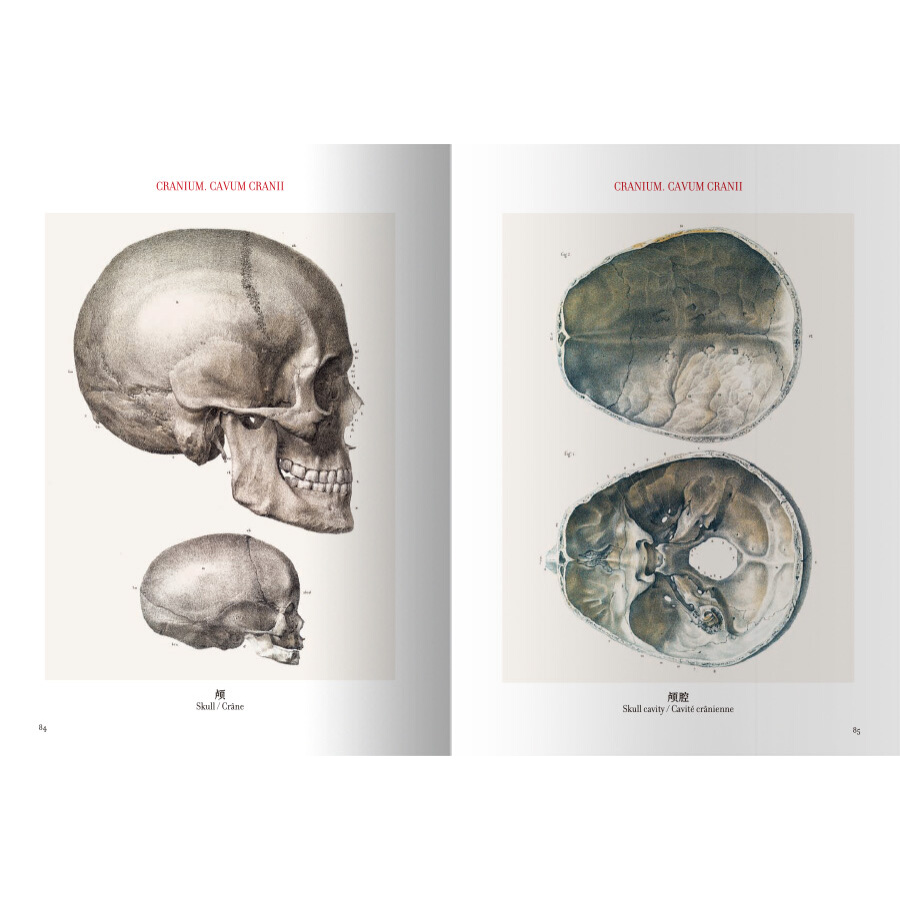 Sample pages of The atlas of human anatomy and surgery (ISBN:9787559200099)