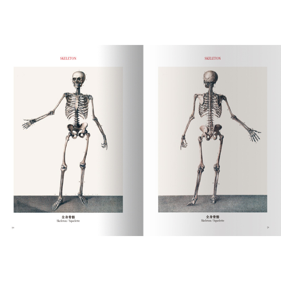 Sample pages of The atlas of human anatomy and surgery (ISBN:9787559200099)