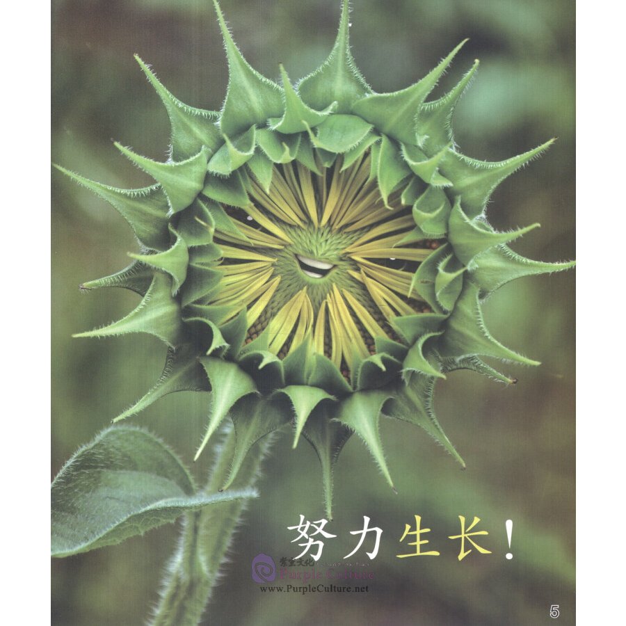 Sample pages of Cool Panda Chinese Teaching Resources for Young Learners: Level 1 Weather & Seasons (ISBN:9787040439694, 7040439697)
