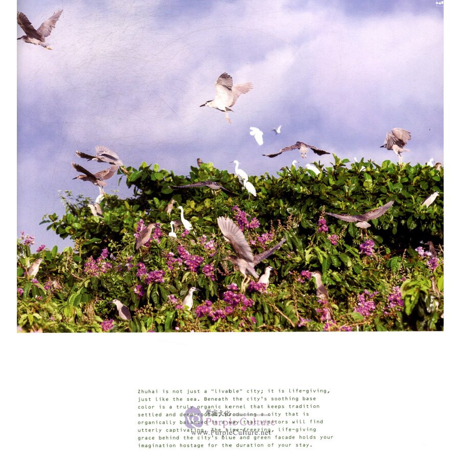 Sample pages of Multifaceted Zhu Hai: A Stunning View to the Future (ISBN:9787508541532)