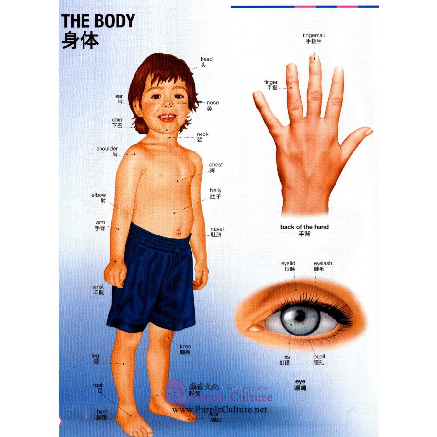 Sample pages of My First Visual Dictionary English & Chinese Bilingual (ISBN:9787513548793)