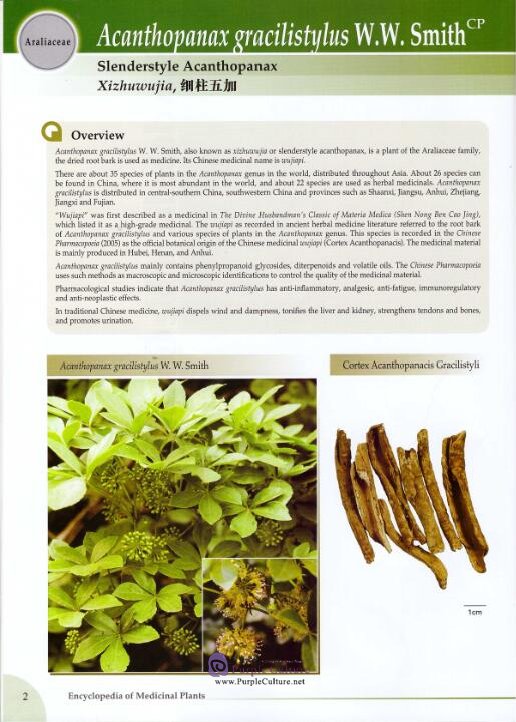 Sample pages of Encyclopedia of Medicinal Plants Vol 1 (ISBN:9787510009686)