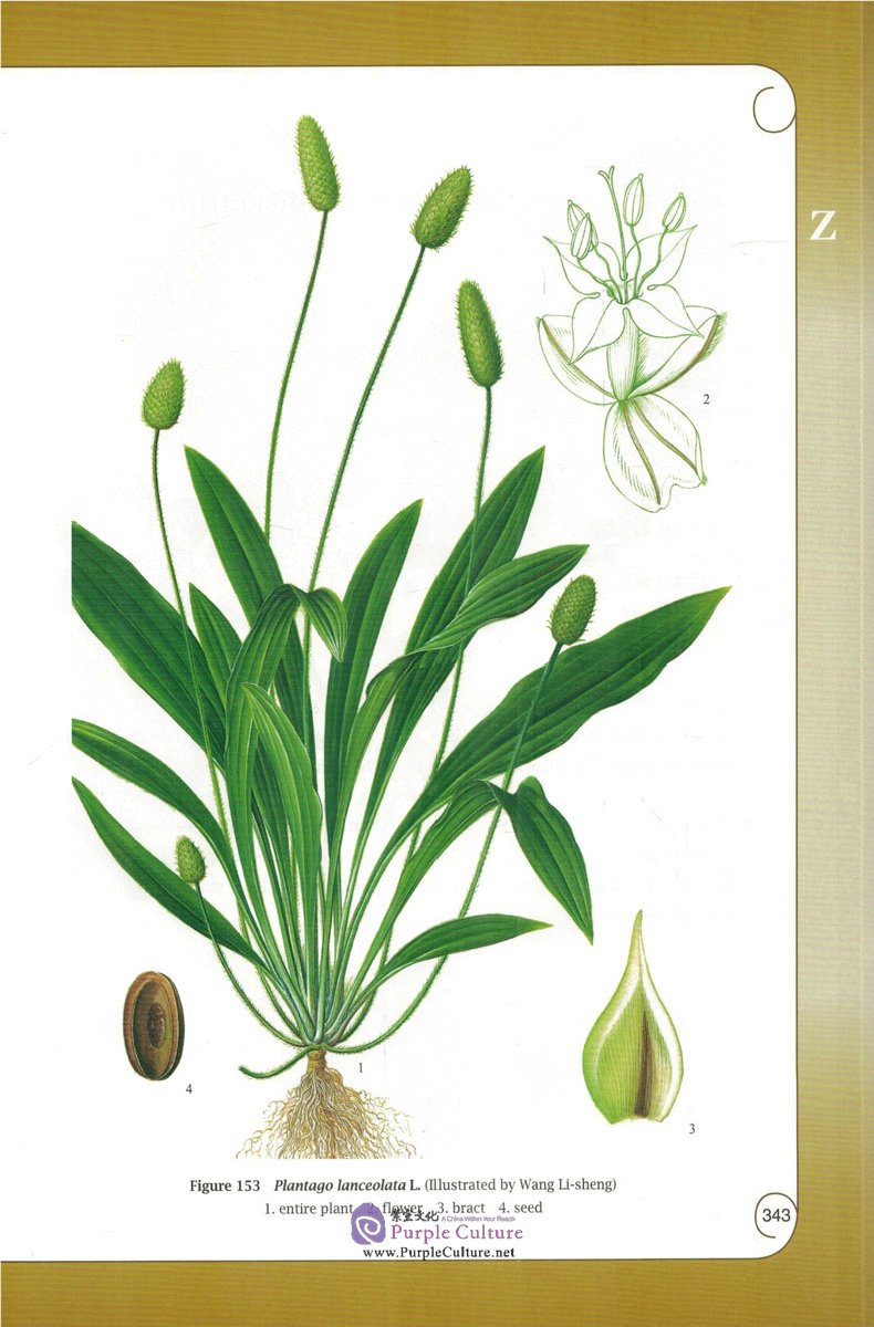 Sample pages of A Concise Illustrated Atlas of Chinese Materia Medica (ISBN:9787117207485)