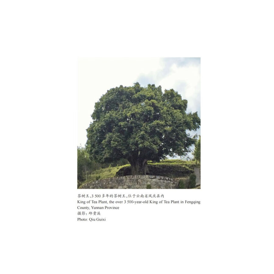 Sample pages of The Classic on Tea (ISBN:9787313294821)