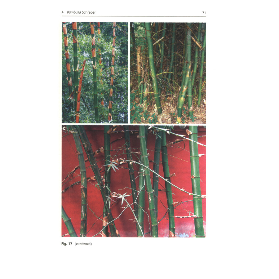 Sample pages of Illustrated Flora of Bambusoideae in China (Volume1) (ISBN:9787030694676)