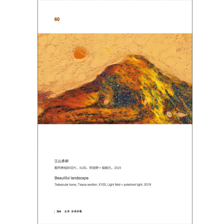 Sample pages of Life: A Poem of Song: Four Seasons of Life Under the Microscope (ISBN:9787508548494)