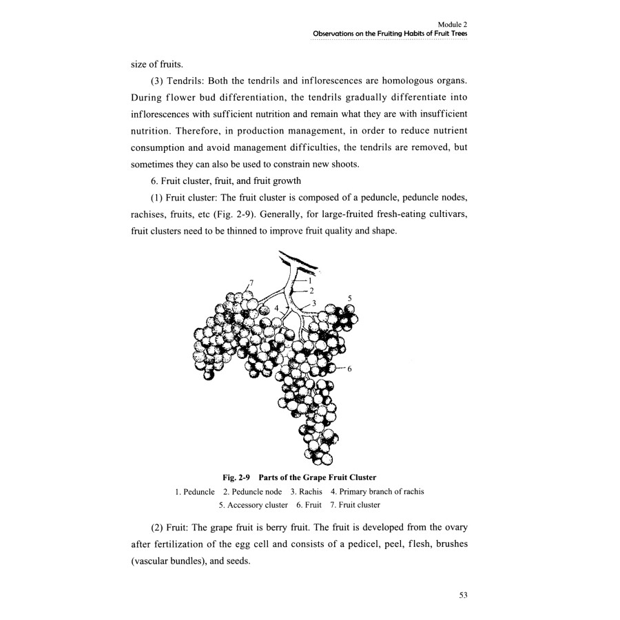 Sample pages of Fruit Tree Production Technology (ISBN:9787504780393)