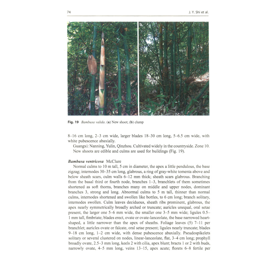 Sample pages of Illustrated Flora of Bambusoideae in China (Volume1) (ISBN:9787030694676)