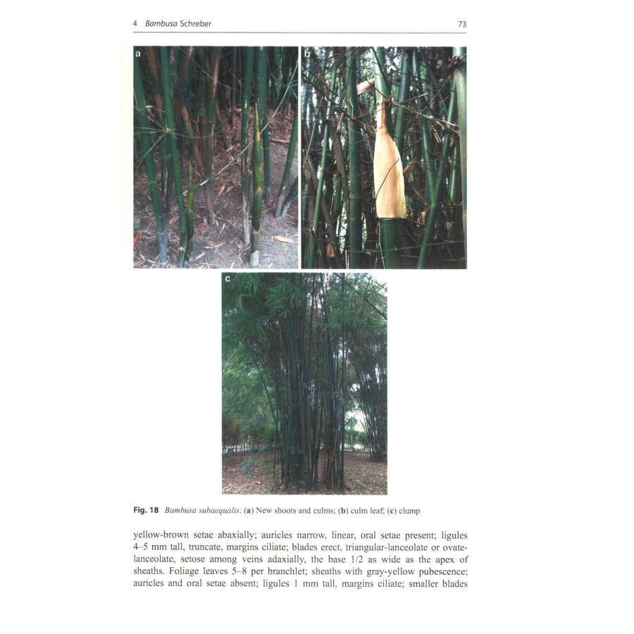 Sample pages of Illustrated Flora of Bambusoideae in China (Volume1) (ISBN:9787030694676)