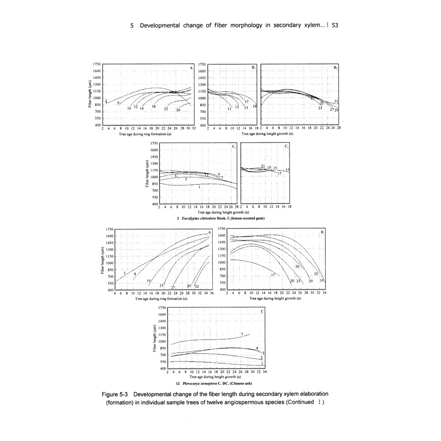 Sample pages of An Important Part of Wood Formation Mechanism Secondary Xylem Development（2）Angiospermous Trees（Original Research） (ISBN:9787030571519)
