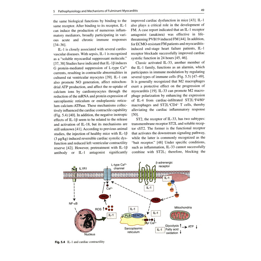 Sample pages of Fulminant Myocarditis (ISBN:9787030751362)