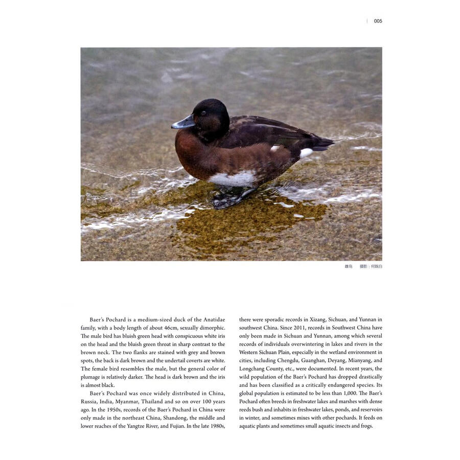 Sample pages of RARE AND ENDEMIC BIRDS IN MOUNTAINS OF SOUTHWEST CHINA (ISBN:9787574011359)