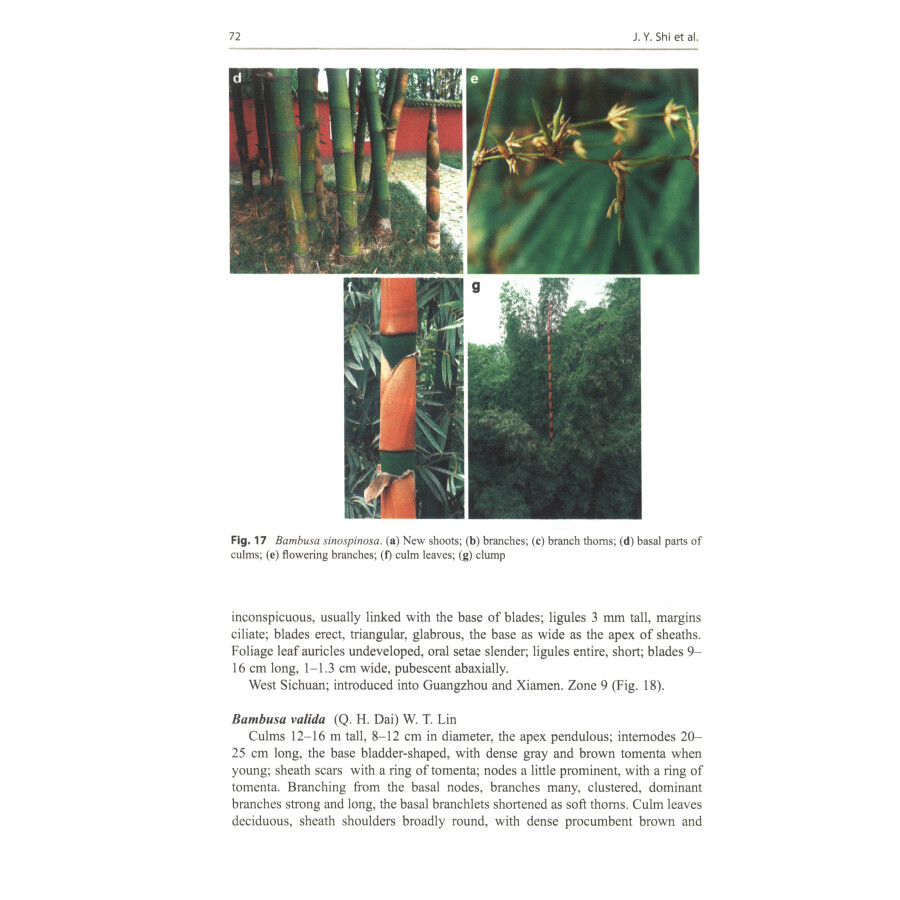 Sample pages of Illustrated Flora of Bambusoideae in China (Volume1) (ISBN:9787030694676)