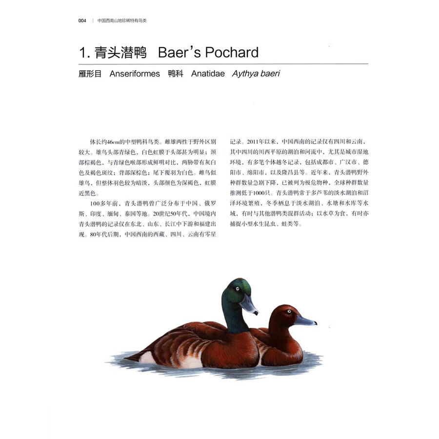 Sample pages of RARE AND ENDEMIC BIRDS IN MOUNTAINS OF SOUTHWEST CHINA (ISBN:9787574011359)