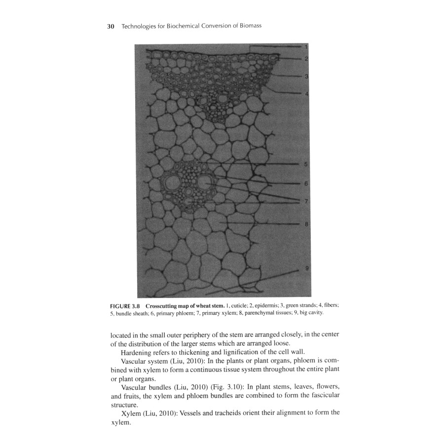 Sample pages of Technologies for Biochemical Conversion of Biomass (ISBN:9787502474775)