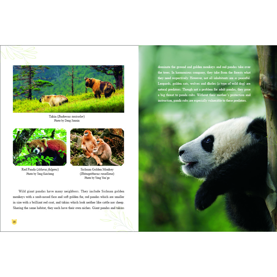 Sample pages of Unveiling Giant Pandas (ISBN:9787508548067)