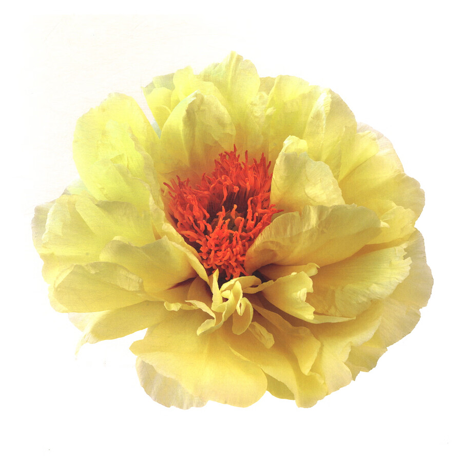 Sample pages of Peony, the National Beauty & Nine Songs (ISBN:9787517914402)